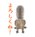 動物園のBIGな仲間たち！ほほえみフレンズ（個別スタンプ：19）