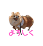 チョコ(365)（個別スタンプ：5）