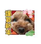 徳島（デカ文字）お正月だョトイプークム3（個別スタンプ：3）