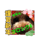 徳島（デカ文字）お正月だョトイプークム3（個別スタンプ：4）