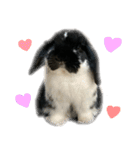 たれ耳うさぎ♡うにちゃん3（個別スタンプ：1）