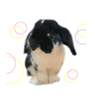 たれ耳うさぎ♡うにちゃん3（個別スタンプ：3）