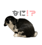 たれ耳うさぎ♡うにちゃん3（個別スタンプ：7）