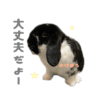 たれ耳うさぎ♡うにちゃん3（個別スタンプ：10）