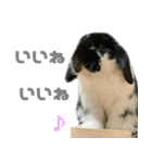 たれ耳うさぎ♡うにちゃん3（個別スタンプ：11）