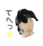 たれ耳うさぎ♡うにちゃん3（個別スタンプ：12）