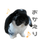 たれ耳うさぎ♡うにちゃん3（個別スタンプ：14）