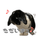 たれ耳うさぎ♡うにちゃん3（個別スタンプ：16）