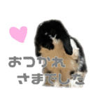たれ耳うさぎ♡うにちゃん3（個別スタンプ：17）