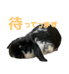 たれ耳うさぎ♡うにちゃん3（個別スタンプ：18）