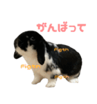 たれ耳うさぎ♡うにちゃん3（個別スタンプ：20）