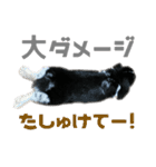 たれ耳うさぎ♡うにちゃん3（個別スタンプ：21）