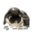 たれ耳うさぎ♡うにちゃん3（個別スタンプ：23）