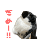たれ耳うさぎ♡うにちゃん3（個別スタンプ：28）