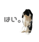 たれ耳うさぎ♡うにちゃん3（個別スタンプ：29）