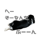たれ耳うさぎ♡うにちゃん3（個別スタンプ：30）