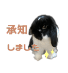 たれ耳うさぎ♡うにちゃん3（個別スタンプ：31）