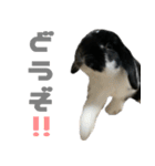 たれ耳うさぎ♡うにちゃん3（個別スタンプ：32）