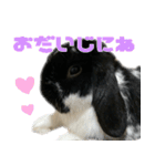 たれ耳うさぎ♡うにちゃん3（個別スタンプ：33）