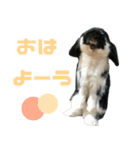 たれ耳うさぎ♡うにちゃん3（個別スタンプ：37）