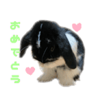 たれ耳うさぎ♡うにちゃん3（個別スタンプ：39）