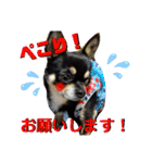ふんふんのスタンプ Part6♡（個別スタンプ：1）