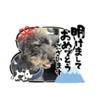 バルボン！お正月（個別スタンプ：1）