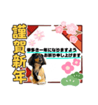 晩寅(お正月ver)（個別スタンプ：2）