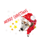 寒い時期用、MIX犬＆TPスタンプ！（個別スタンプ：1）