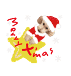 寒い時期用、MIX犬＆TPスタンプ！（個別スタンプ：5）