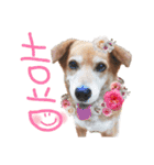 寒い時期用、MIX犬＆TPスタンプ！（個別スタンプ：7）