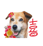 寒い時期用、MIX犬＆TPスタンプ！（個別スタンプ：8）
