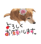 寒い時期用、MIX犬＆TPスタンプ！（個別スタンプ：9）