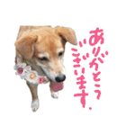 寒い時期用、MIX犬＆TPスタンプ！（個別スタンプ：10）