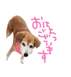寒い時期用、MIX犬＆TPスタンプ！（個別スタンプ：11）