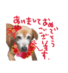 寒い時期用、MIX犬＆TPスタンプ！（個別スタンプ：12）