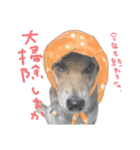 寒い時期用、MIX犬＆TPスタンプ！（個別スタンプ：13）