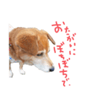 寒い時期用、MIX犬＆TPスタンプ！（個別スタンプ：19）