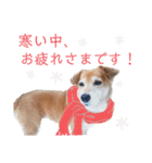 寒い時期用、MIX犬＆TPスタンプ！（個別スタンプ：20）