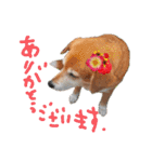寒い時期用、MIX犬＆TPスタンプ！（個別スタンプ：21）