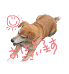 寒い時期用、MIX犬＆TPスタンプ！（個別スタンプ：22）