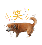 寒い時期用、MIX犬＆TPスタンプ！（個別スタンプ：23）