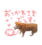 寒い時期用、MIX犬＆TPスタンプ！（個別スタンプ：25）