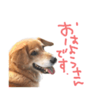 寒い時期用、MIX犬＆TPスタンプ！（個別スタンプ：26）