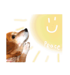 寒い時期用、MIX犬＆TPスタンプ！（個別スタンプ：27）