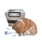 寒い時期用、MIX犬＆TPスタンプ！（個別スタンプ：30）