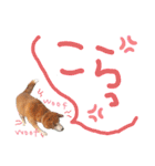 寒い時期用、MIX犬＆TPスタンプ！（個別スタンプ：34）