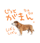 寒い時期用、MIX犬＆TPスタンプ！（個別スタンプ：36）