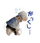 寒い時期用、MIX犬＆TPスタンプ！（個別スタンプ：37）