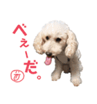 寒い時期用、MIX犬＆TPスタンプ！（個別スタンプ：38）